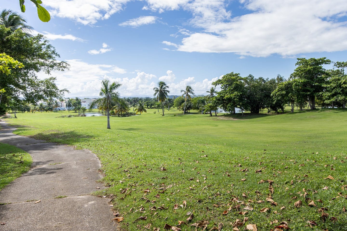 Palm trees and fairways on the golf course beside the studios in Dorado